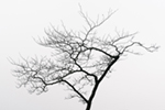 Thumbnail Placeholder